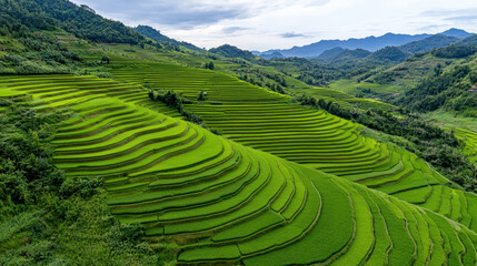 Obraz premium Lush green rice terraces cascade down rolling hills, showcasing nature beauty and agricultural