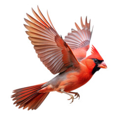 Northern cardinal bird in flight isolated on white background