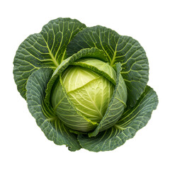 Obraz premium Fresh Cabbage Head Isolated on Transparent Background Shows Healthy Green Leaves and Texture