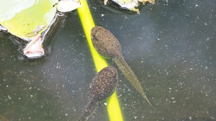 tadpoles