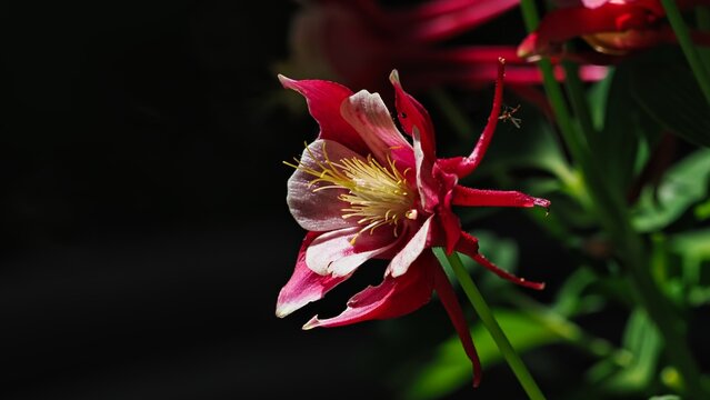 red columbine flower