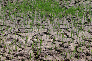 New rice seedlings growing in drought soil, image captures Rice plant