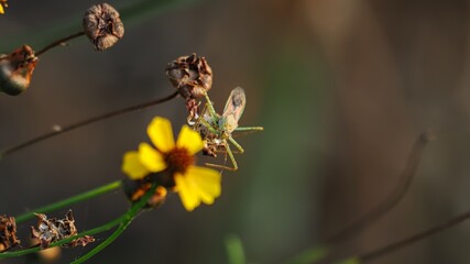 tiny insect on flower