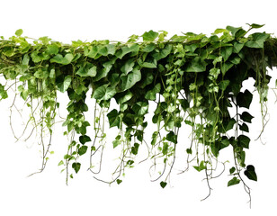 jungle vine and hanging ivy plant bush foliage on transparent background and white background 
