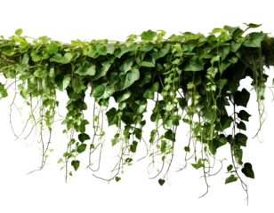 jungle vine and hanging ivy plant bush foliage on transparent background and white background 