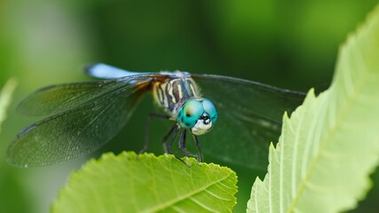 dragonfly on a leaf