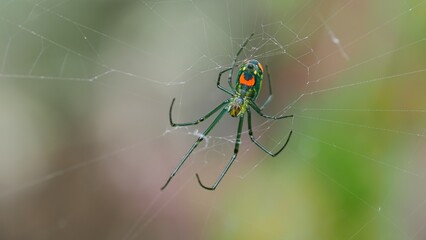 spider on the web