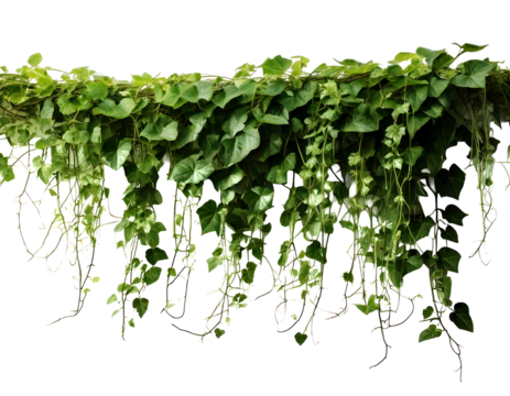 jungle vine and hanging ivy plant bush foliage on transparent background and white background 