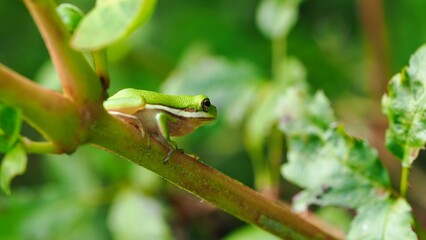 green tree frog