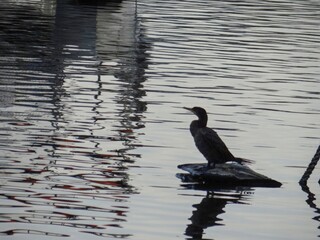 A solitary water bird rests on a partially submerged log in the calm twilight waters