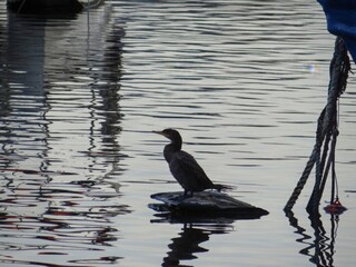 A solitary water bird rests on a floating object in calm water near boats