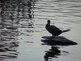 A lone dark bird stands on a rock in calm water with reflections of trees