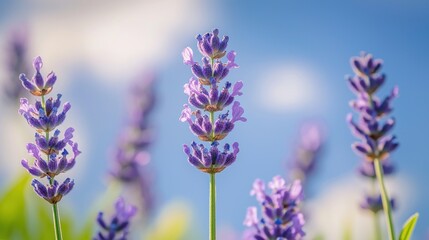 Fototapeta premium Close-up of lavender flowers against a bright blue sky.