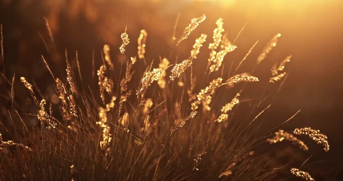 Reeds Glowing in the Warm Sunlight