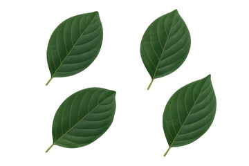 Fototapeta premium Green botanical leaves showcasing prominent veins, positioned against transparent backdrop for seamless digital design integration