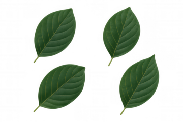 Green botanical leaves showcasing prominent veins, positioned against transparent backdrop for seamless digital design integration