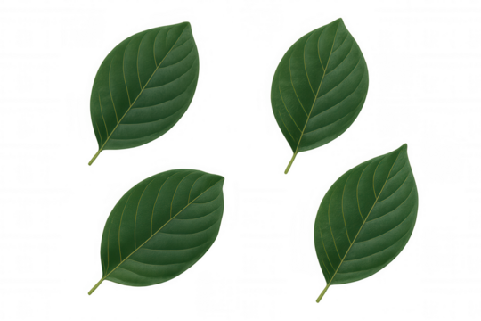 Green botanical leaves showcasing prominent veins, positioned against transparent backdrop for seamless digital design integration