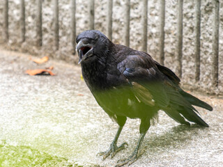 クチバシを開けたハシボソガラス