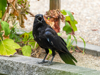 クチバシを開けたハシボソガラス