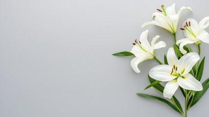 Delicate White Lilies for Funeral or Grief Sympathy Arrangement