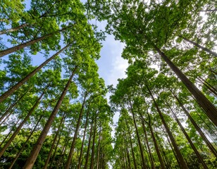 Fototapeta premium Forest Canopy View from Below (1)