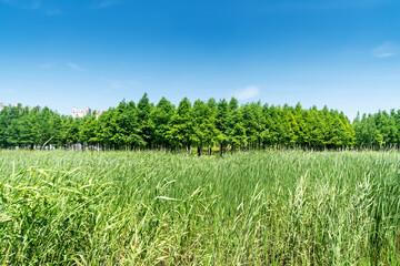 Obraz premium Beautiful panorama of green city park