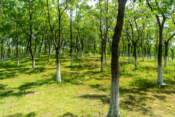 The woods under the summer sun