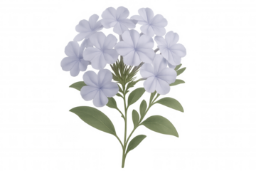 Blooming pale blue plumbago flowers with verdant foliage, cut out on transparent backdrop, ideal for graphic design work