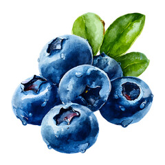 Watercolor blueberries with leaves on a black background detailed illustration