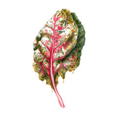 Watercolor Illustration of a Variegated Leaf with Vibrant Colors and Delicate Details
