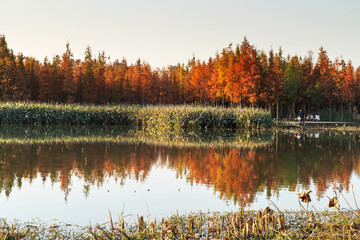 Beautiful colorful forest landscape in autumn season