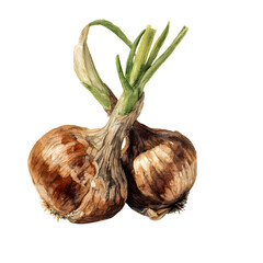 Watercolor Painting of Two Onions Against a Dark Background Depicting Natural Art