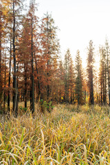 Fototapeta premium Beautiful colorful forest landscape in autumn season