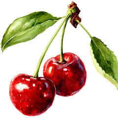Watercolor painting of two ripe cherries hanging from the stem, dark background