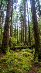 Naklejka premium Forest Floor Mossy Trees
