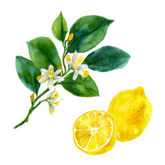 Watercolor painting of lemon fruit, blossom and leaves on a black background