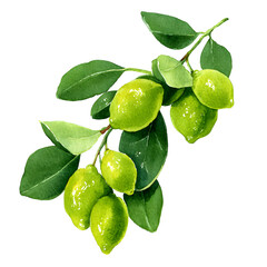 Watercolor Illustration of Fresh Green Limes on a Branch with Leaves isolated