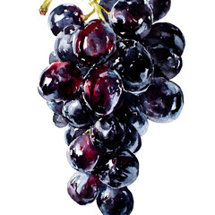 Captivating watercolor illustration of a bunch of ripe and juicy black grapes