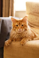 Majestic Maine Coon Cat Lounging on a Sofa, Captivating Expression and Striking Orange Fur.