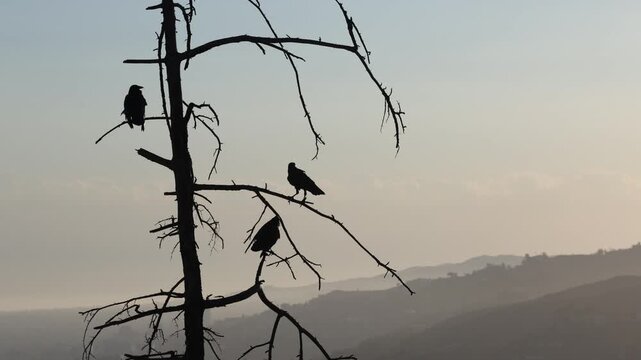 Three Black Crows On Tree With Hollywood Hills