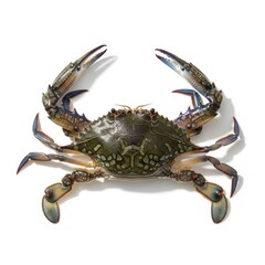 Live blue crab with claws raised isolated on transparent background