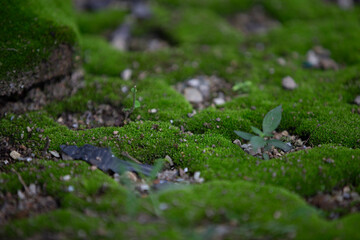 Green moss on the ground in the forest. Shallow depth of field.