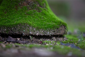 Green moss on the ground in the forest. Shallow depth of field.