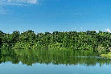 Fototapeta premium Lush greener around the pond in the park
