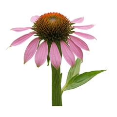 Purple Coneflower (Echinacea) – Botanical Design, Transparent PNG, No Background, creative artwork element 