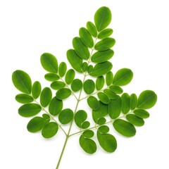 Green moringa leaf branch isolated on transparent background