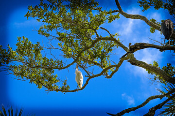 Resting bird in the tree