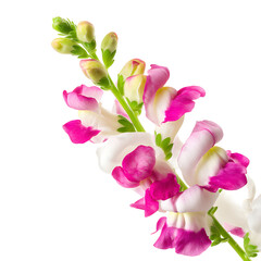 Obraz premium Close-up of vibrant snapdragon flowers showcasing their intricate details against dark backdrop