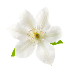 Obraz premium Elegant white clematis flower isolated against a stark black backdrop showcasing beauty