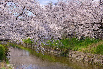 【五条川】両岸に咲いた満開の桜